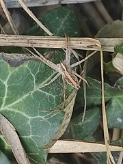 Pisaura