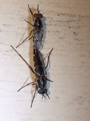 Ozodiceromyia
