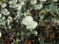 Cladonia pyxidata