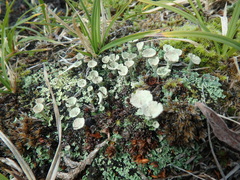 Cladonia pyxidata