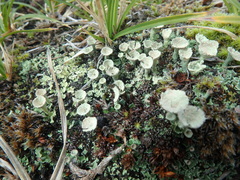 Cladonia pyxidata