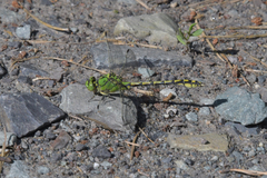 Ophiogomphus cecilia