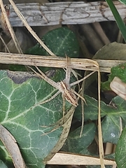 Pisaura
