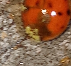 Hesperomyces harmoniae