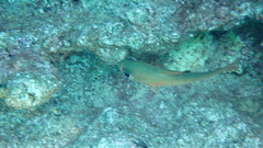 Pempheris rhomboidea