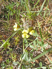 Lotononis umbellata