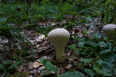 Lycoperdon excipuliforme