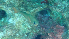 Pempheris rhomboidea