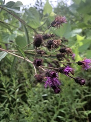 Vernonia