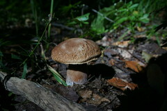 Boletus reticulatus