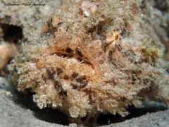 Antennarius scaber