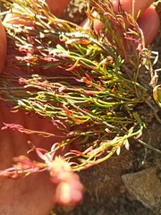 Haplophyllum dauricum