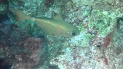 Pempheris rhomboidea