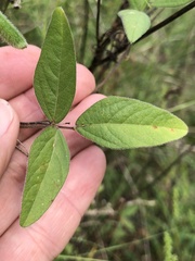 Strophostyles leiosperma