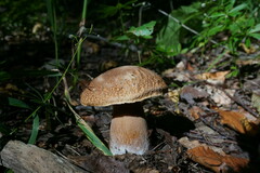 Boletus reticulatus