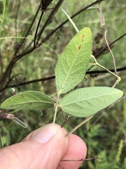 Strophostyles leiosperma
