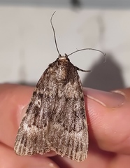 Amphipyra pyramidea