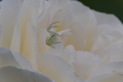 Misumena vatia