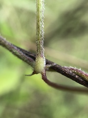 Strophostyles leiosperma