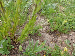 Castilleja parviflora oreopola
