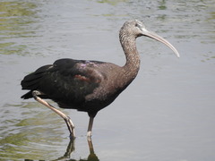 Plegadis falcinellus