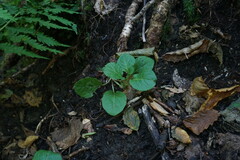Pyrola minor