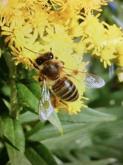 Apis mellifera