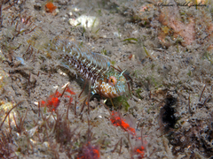 Parablennius marmoreus