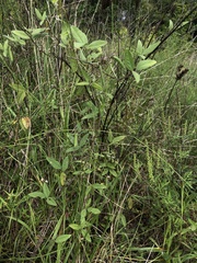 Strophostyles leiosperma