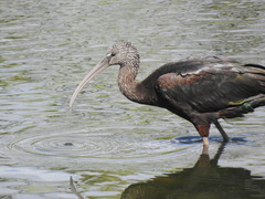 Plegadis falcinellus