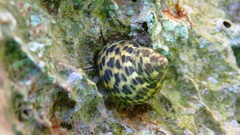 Phorcus turbinatus