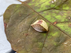 Prolimacodes badia