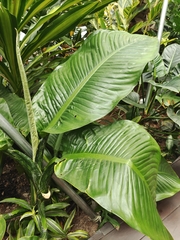 Dieffenbachia longispatha