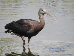 Plegadis falcinellus