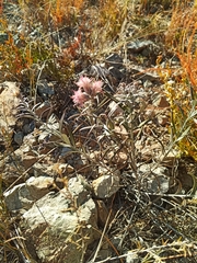 Saussurea salicifolia