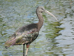 Plegadis falcinellus