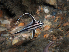 Pareques acuminatus