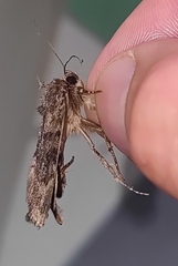 Amphipyra pyramidea