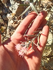 Saussurea salicifolia