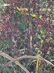 Cistothorus stellaris