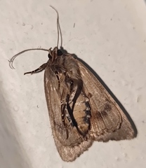 Amphipyra pyramidea