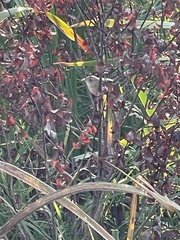 Cistothorus stellaris