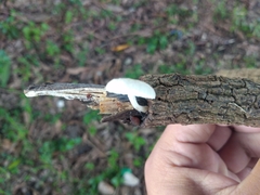 Lactocollybia
