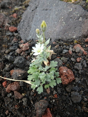 Stellaria eschscholtziana