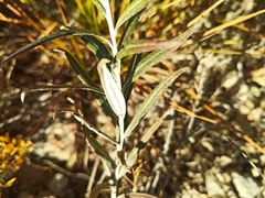 Saussurea salicifolia