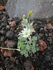 Stellaria eschscholtziana