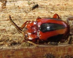 Aphorista vittata