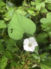 Ipomoea lacunosa
