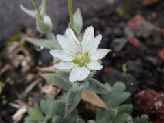 Stellaria eschscholtziana