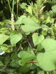 Ipomoea lacunosa
